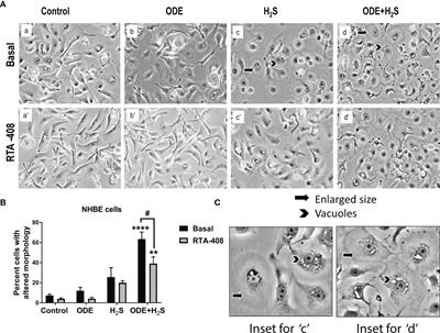 Nrf2 Activation Protects Against Organic Dust and Hydrogen Sulfide Exposure Induced Epithelial Barrier Loss and K. pneumoniae Invasion